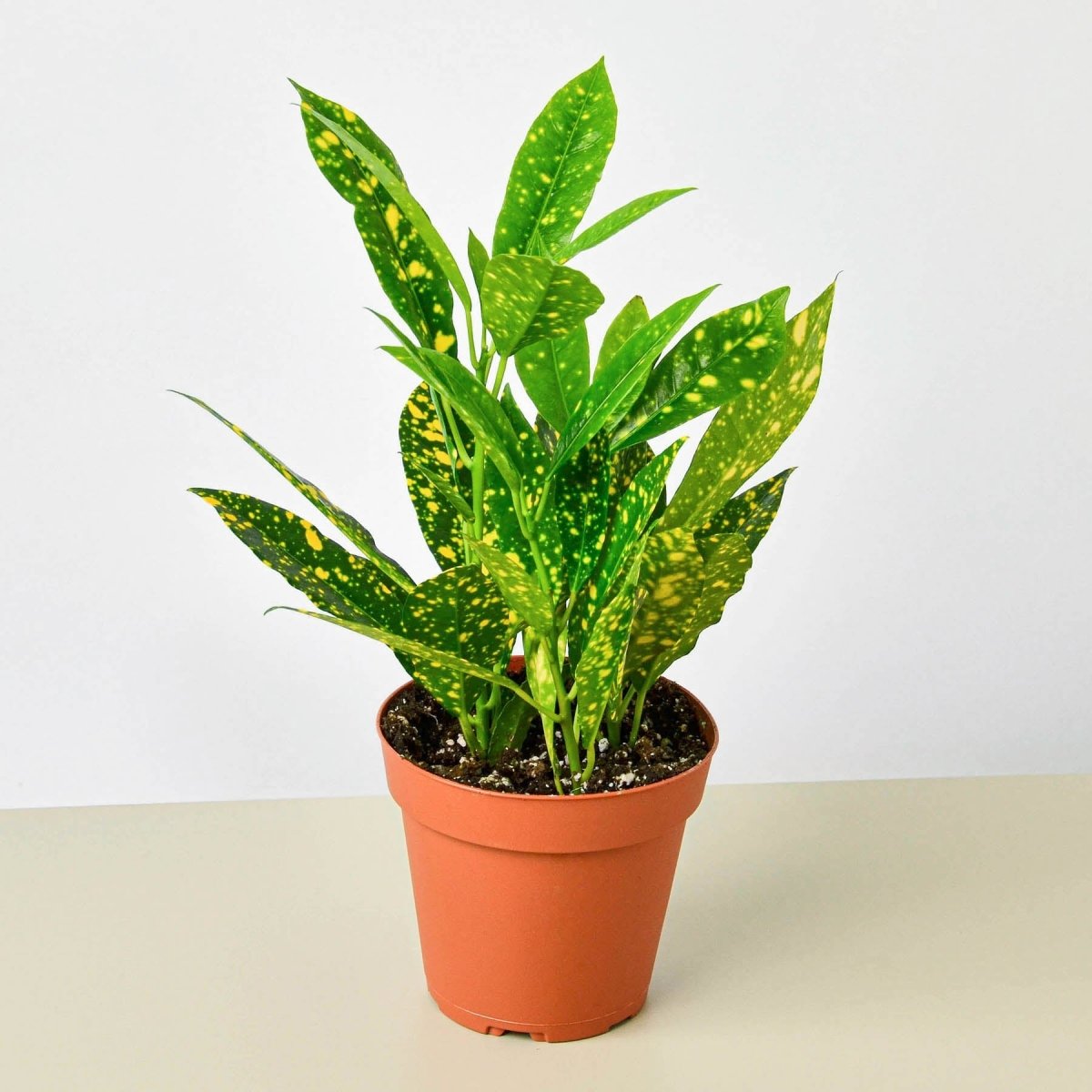 lily & onyx Croton 'Gold Dust' Houseplant