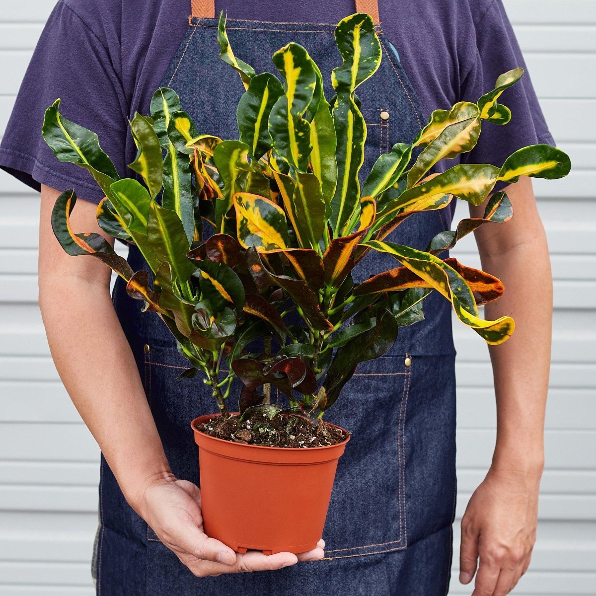 croton mammy images Croton Mammy