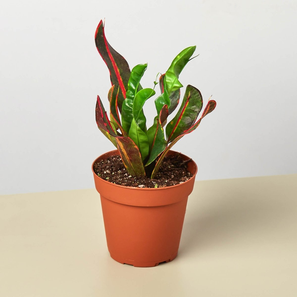 lily & onyx Croton Mammy Houseplant