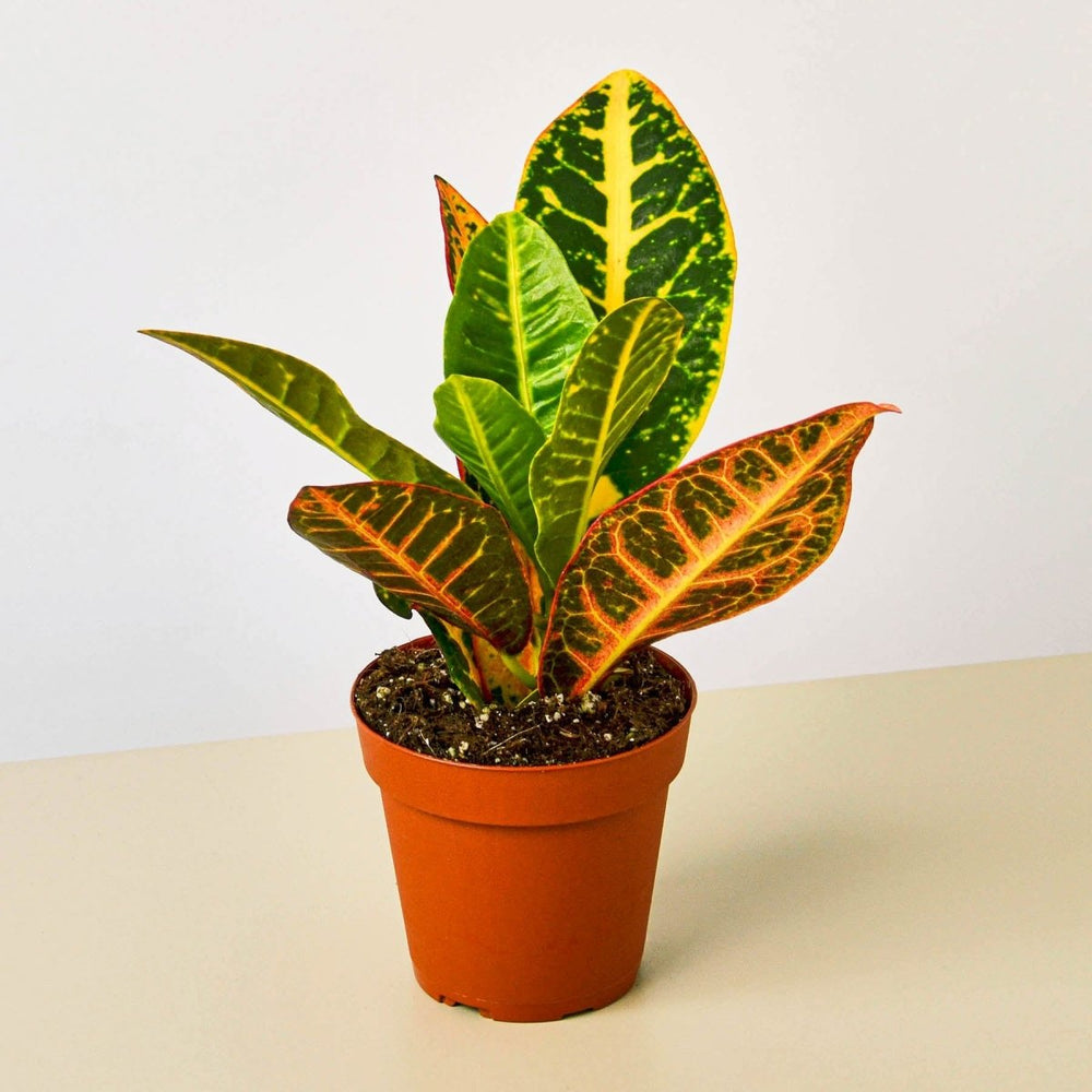 lily & onyx Croton Petra 'Joseph's Coat' Houseplant