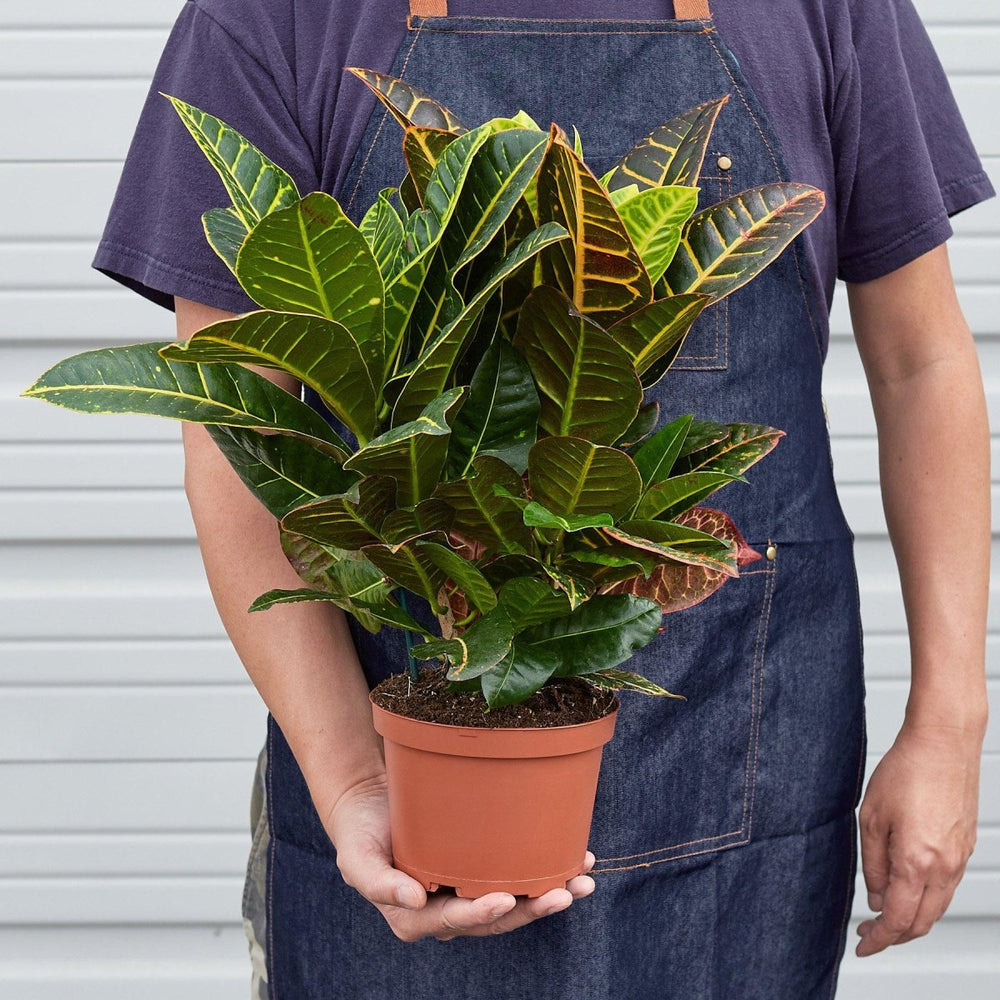 
                      
                        lily & onyx Croton Petra 'Joseph's Coat' Houseplant
                      
                    