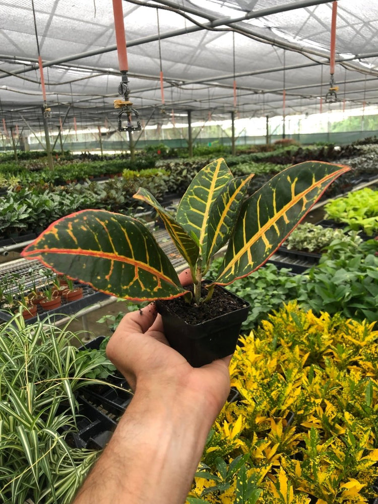 
                      
                        lily & onyx Croton Petra 'Joseph's Coat' Houseplant
                      
                    
