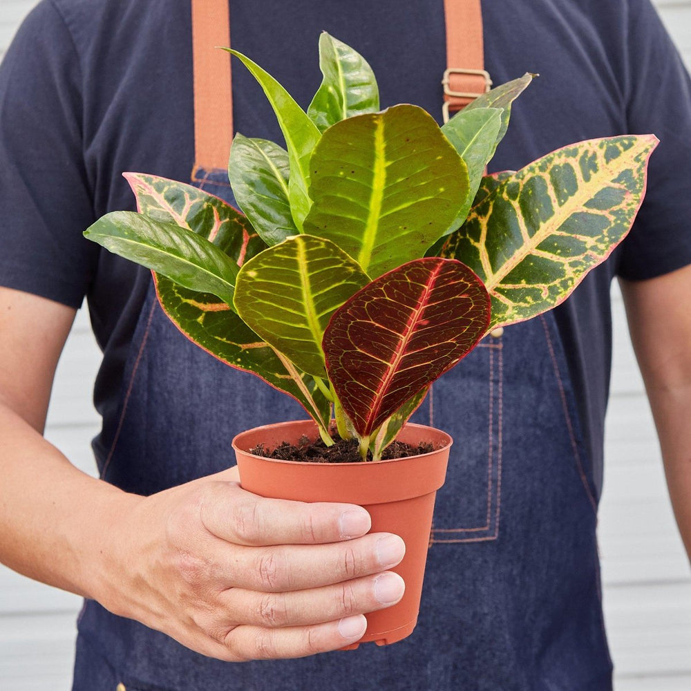 
                      
                        lily & onyx Croton Petra 'Joseph's Coat' Houseplant
                      
                    