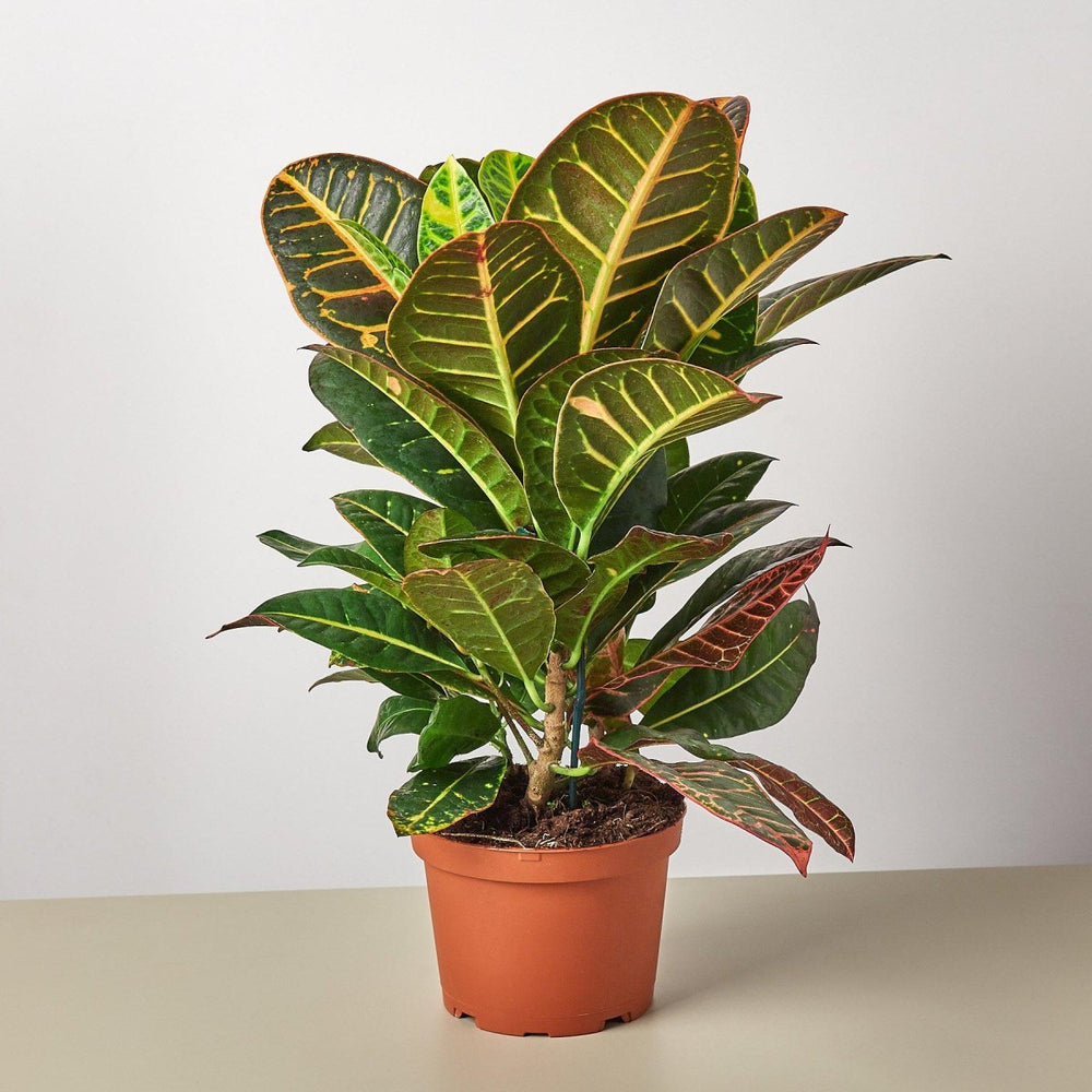 
                      
                        lily & onyx Croton Petra 'Joseph's Coat' Houseplant
                      
                    
