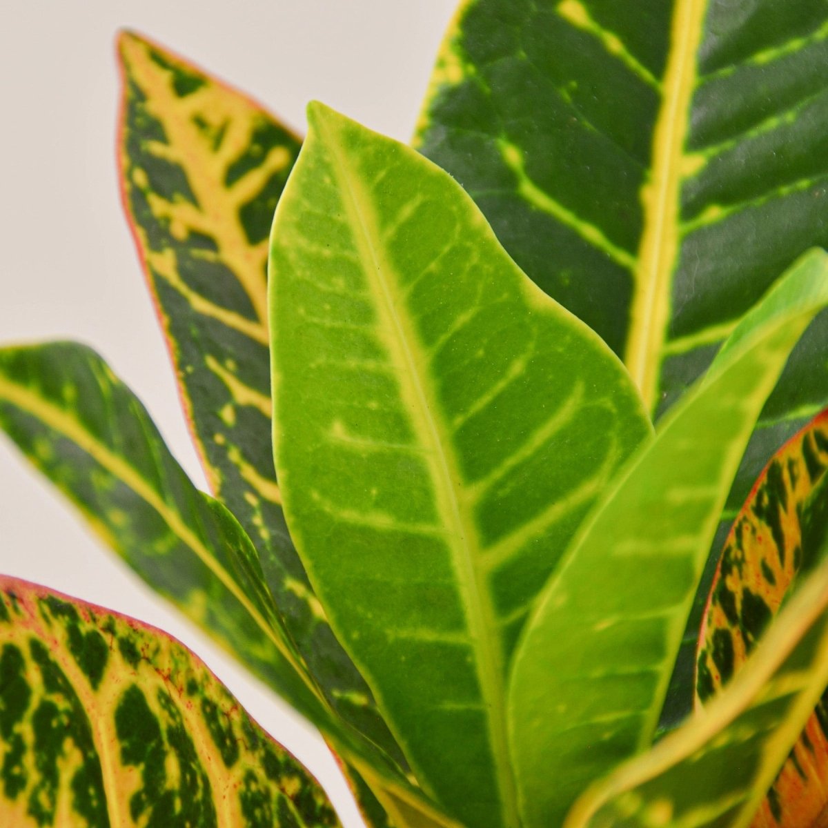 lily & onyx Croton Petra 'Joseph's Coat' Houseplant