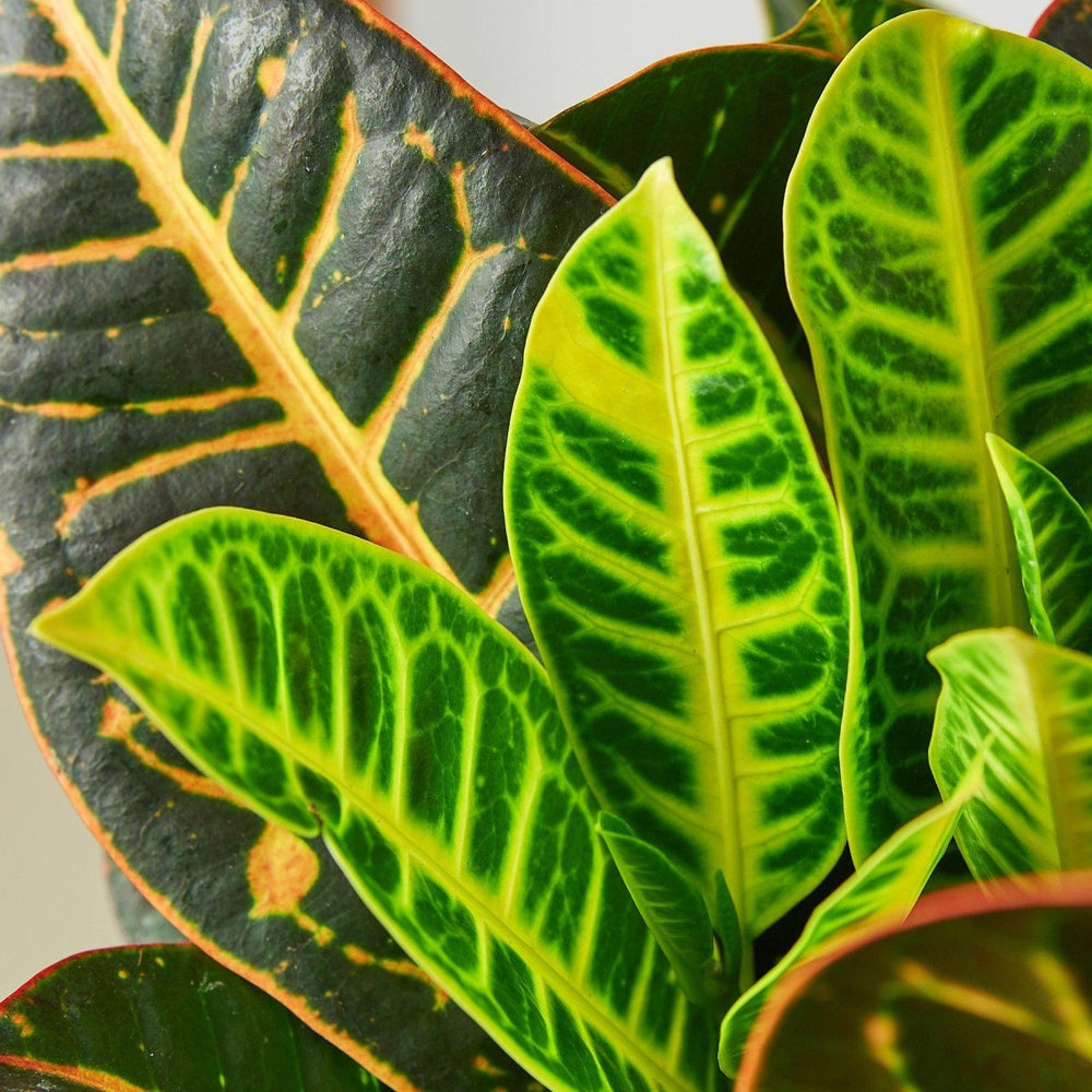 
                      
                        lily & onyx Croton Petra 'Joseph's Coat' Houseplant
                      
                    
