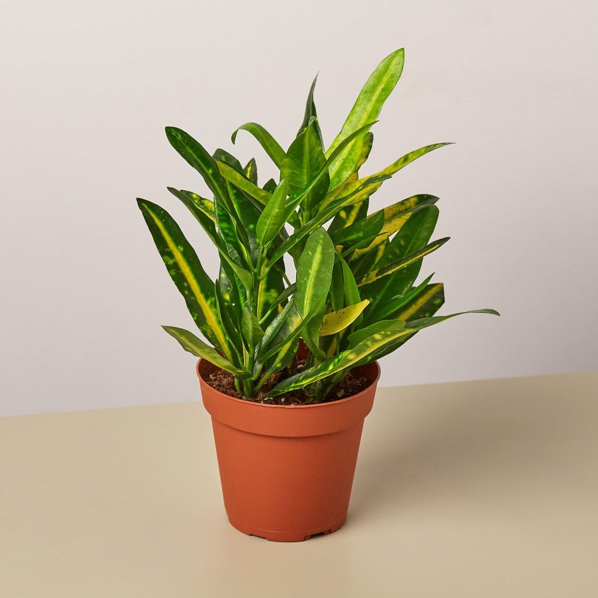 lily & onyx Croton 'Sunny Star' Houseplant - lily & onyx