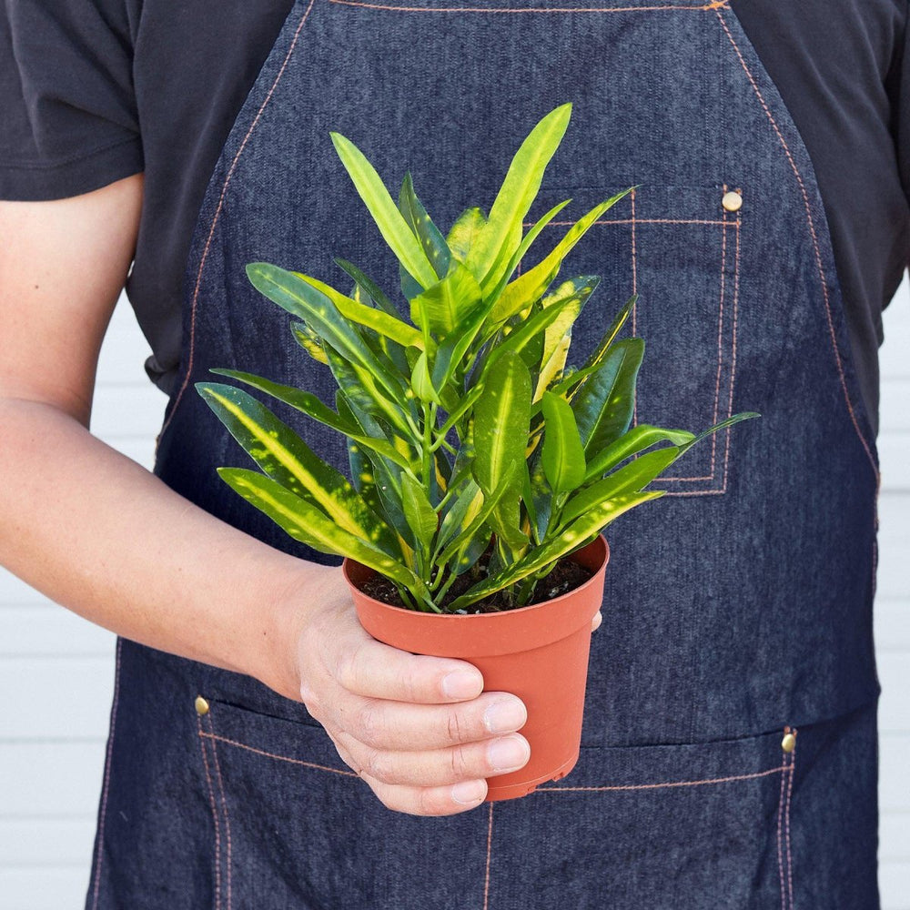 
                      
                        lily & onyx Croton 'Sunny Star' Houseplant - lily & onyx
                      
                    