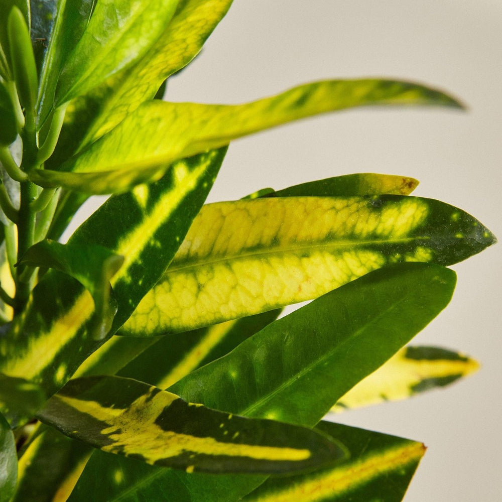 lily & onyx Croton 'Sunny Star' Houseplant - lily & onyx