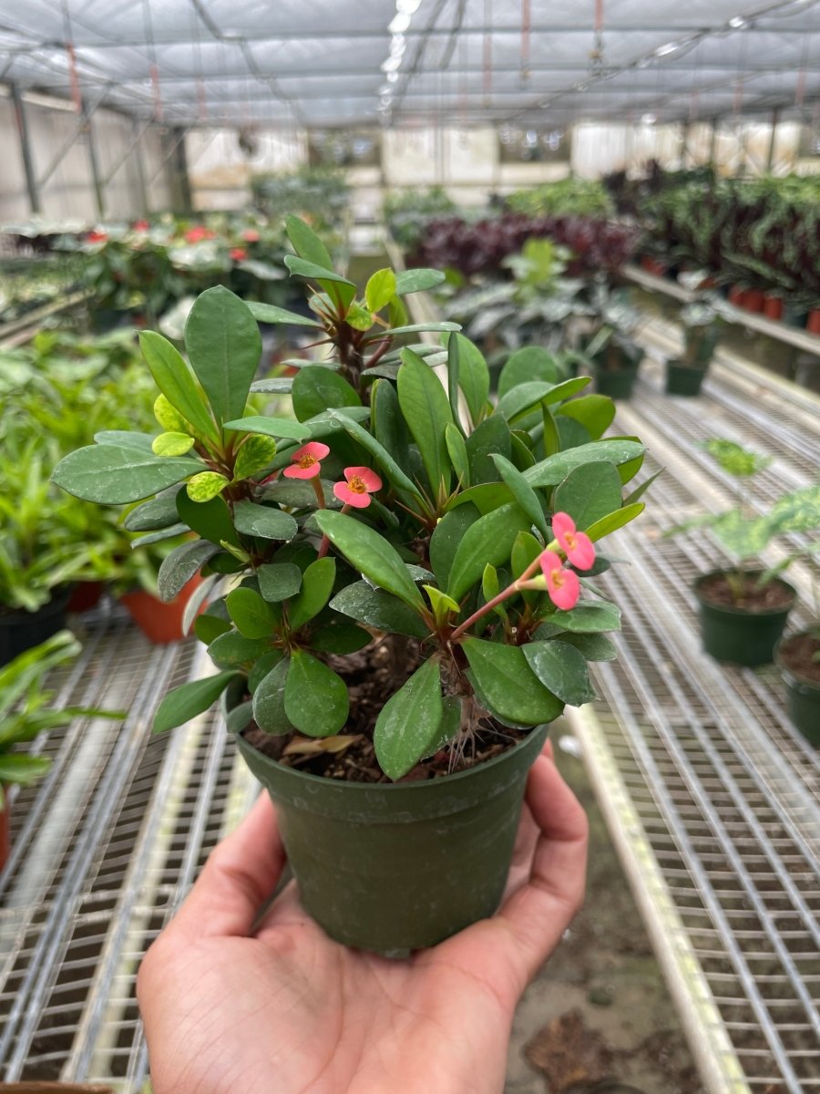 crown of thorns plant indoors Crown of Thorns Houseplant