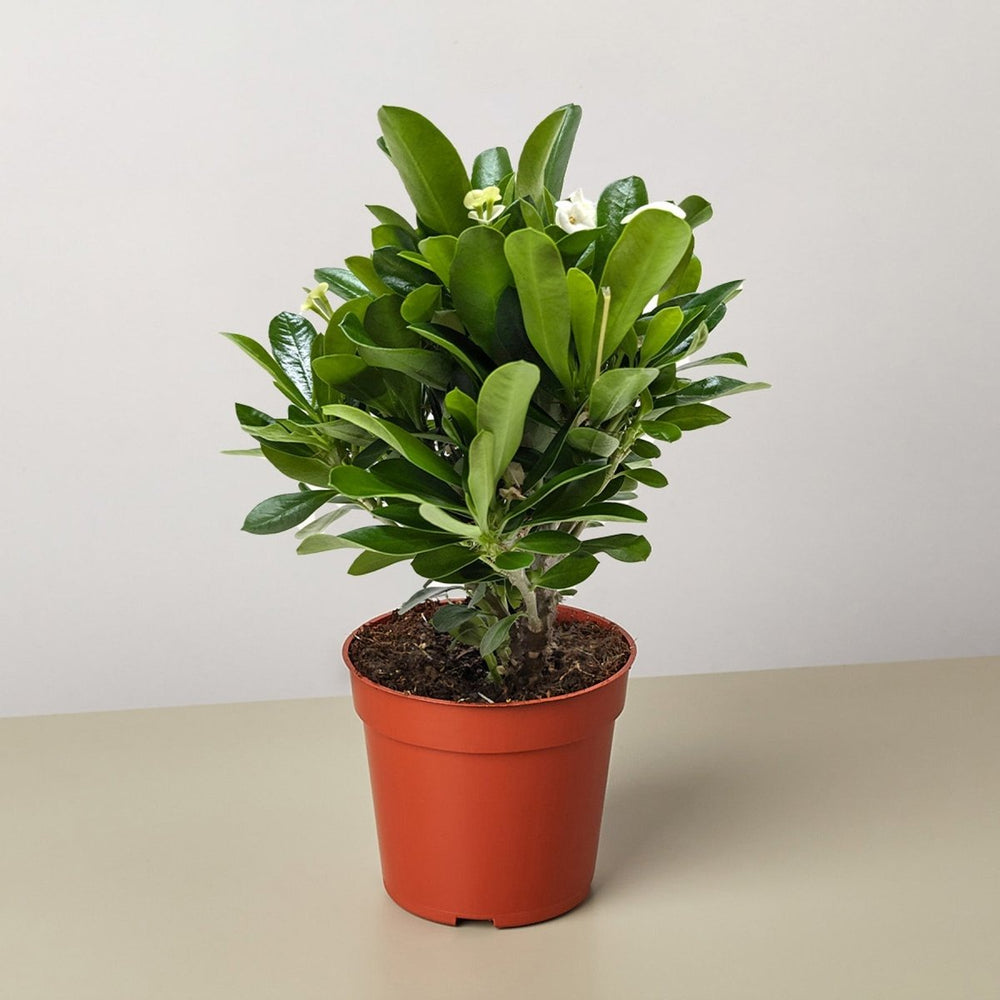 
                      
                        lily & onyx Crown of Thorns Houseplant - lily & onyx
                      
                    