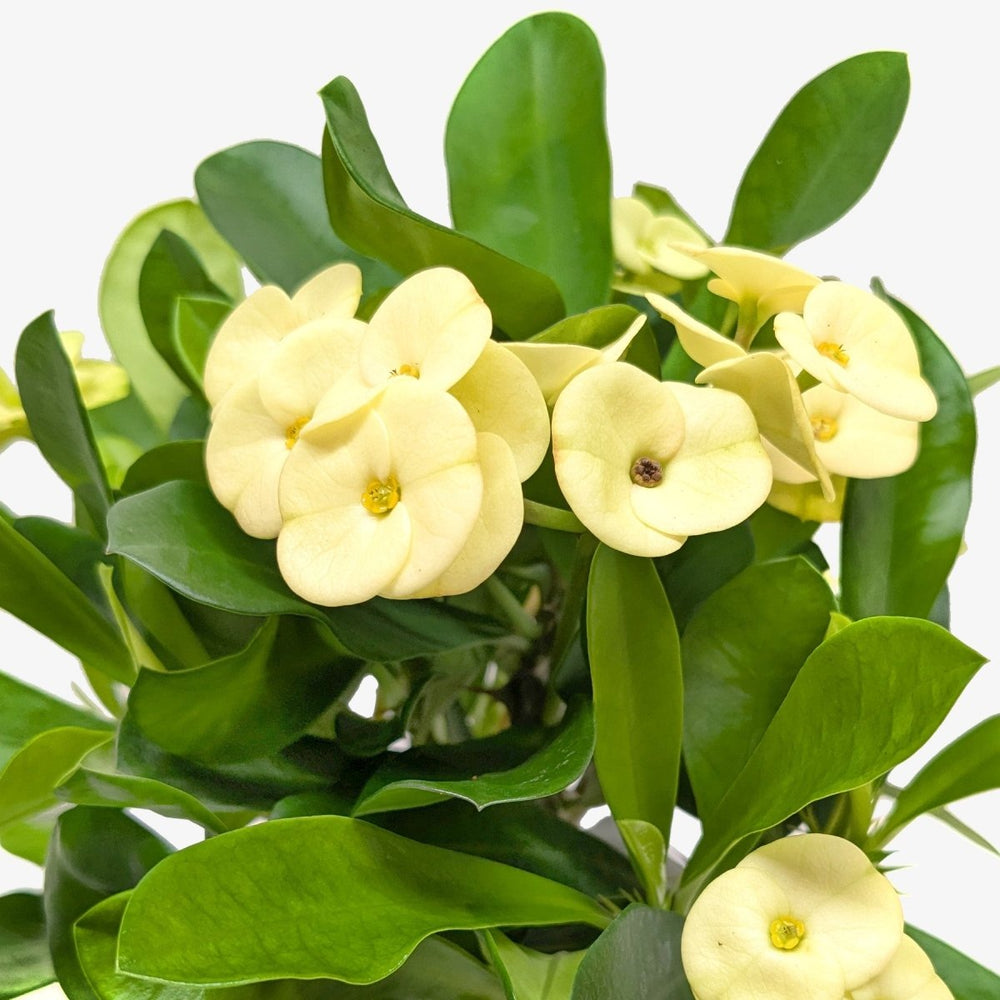 lily & onyx Crown of Thorns Houseplant - lily & onyx