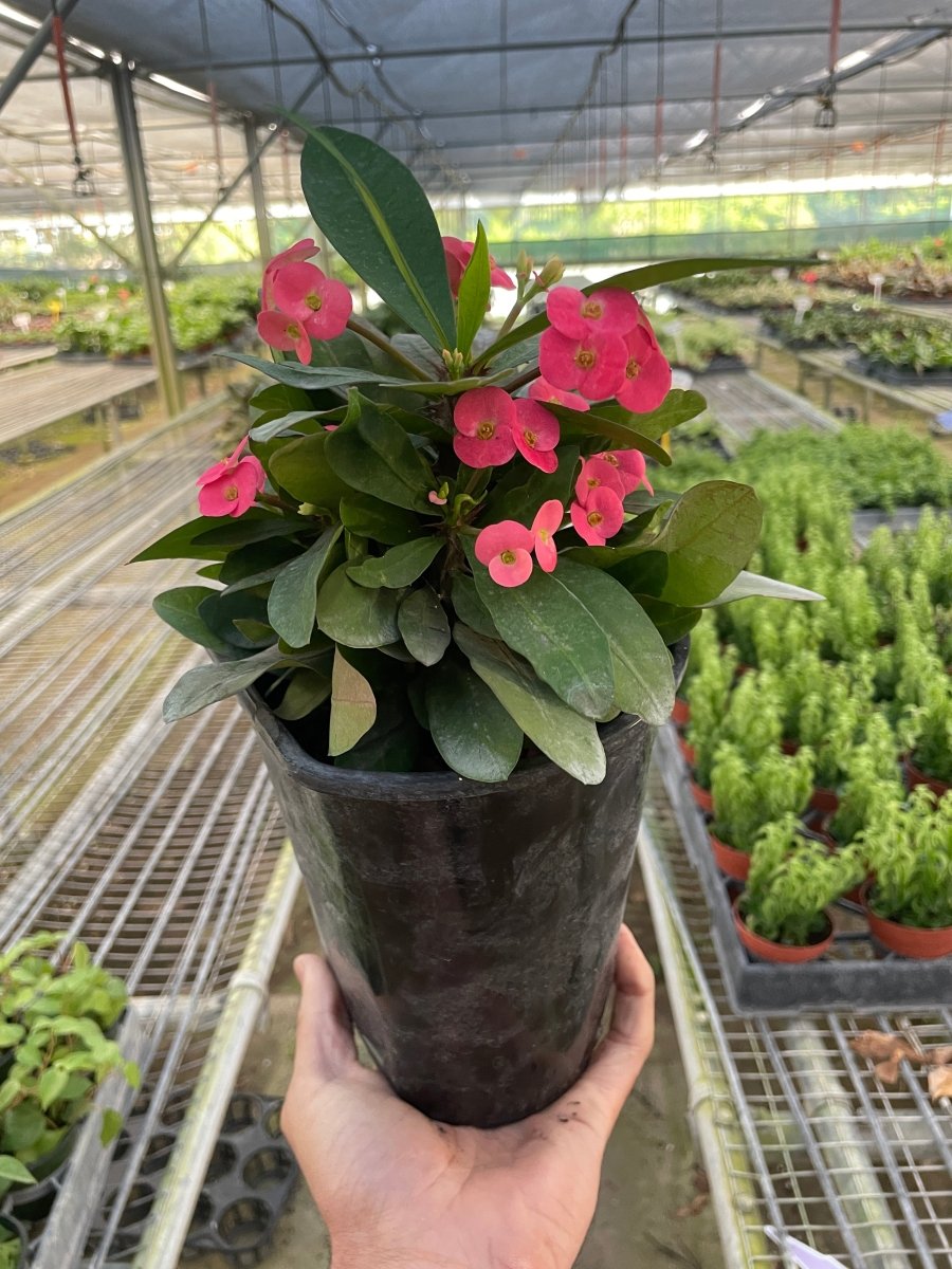 crown of thorns plant indoors Crown of Thorns Houseplant