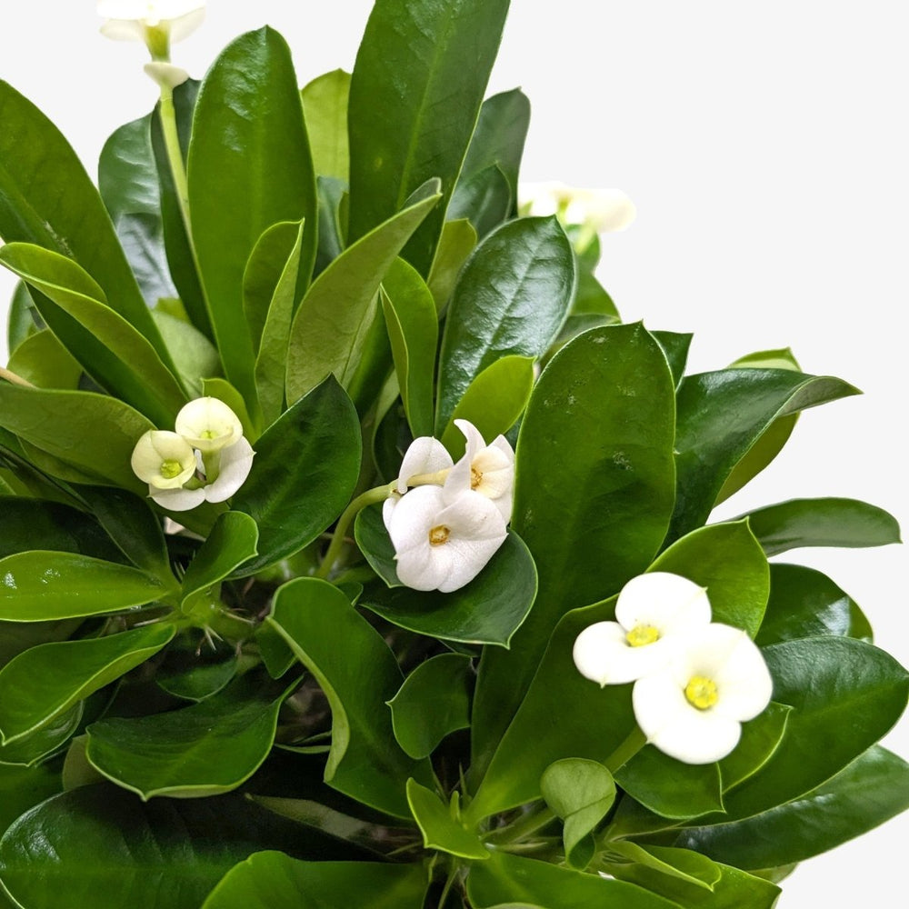
                      
                        lily & onyx Crown of Thorns Houseplant - lily & onyx
                      
                    