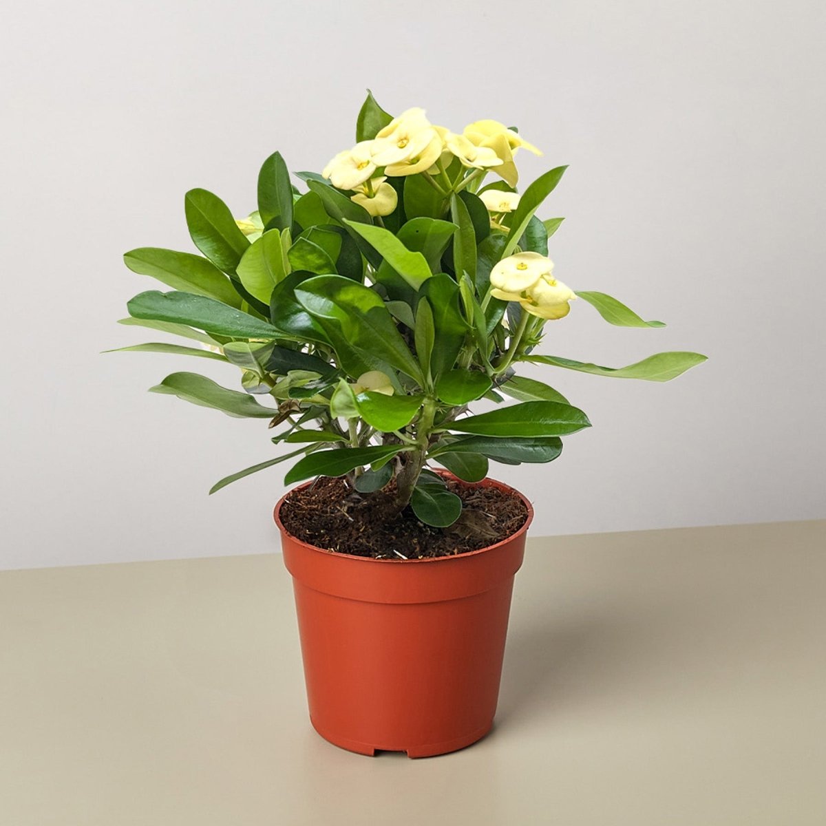 lily & onyx Crown of Thorns Houseplant - lily & onyx