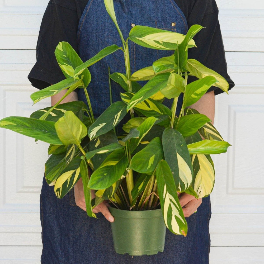 
                      
                        lily & onyx Ctenanthe Lubbersiana 'Bamburanta' - lily & onyx
                      
                    