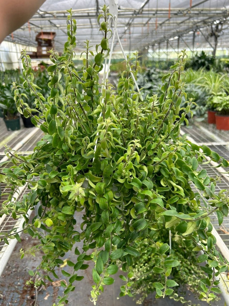 
                      
                        lily & onyx Curly Lipstick Plant - lily & onyx
                      
                    