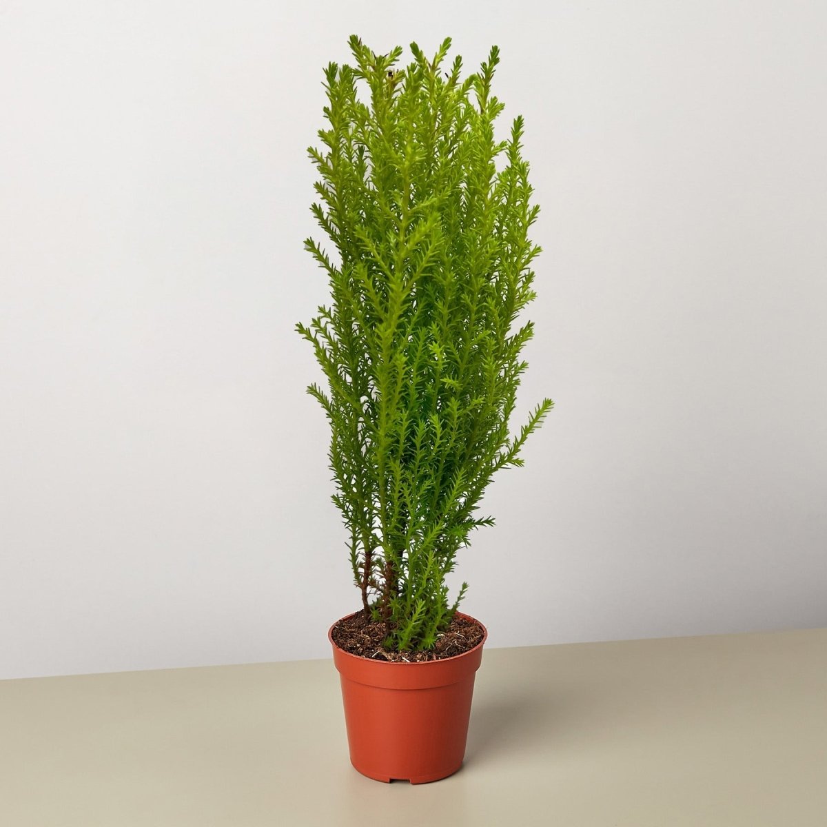 lily & onyx Cypress Lemon Houseplant - lily & onyx