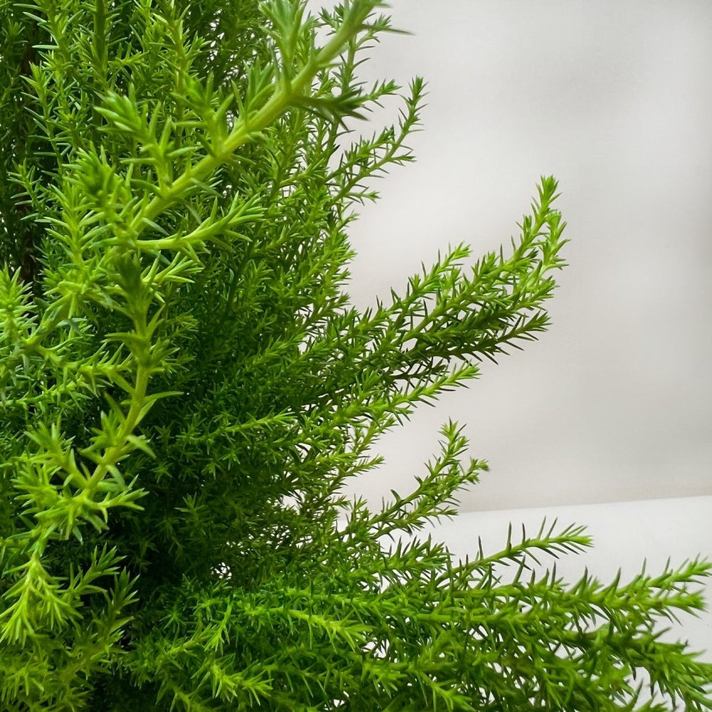 
                      
                        lily & onyx Cypress Lemon Houseplant - lily & onyx
                      
                    