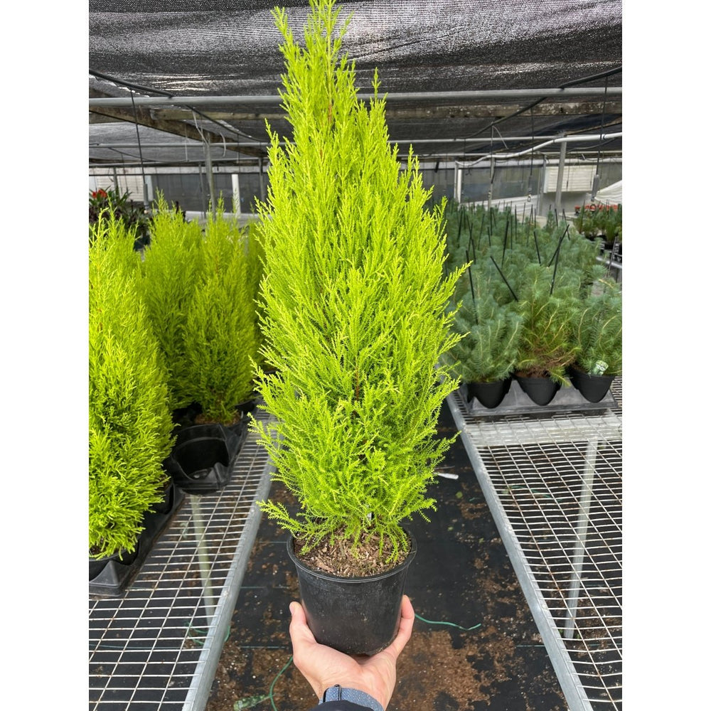 
                      
                        lily & onyx Cypress Lemon Houseplant - lily & onyx
                      
                    