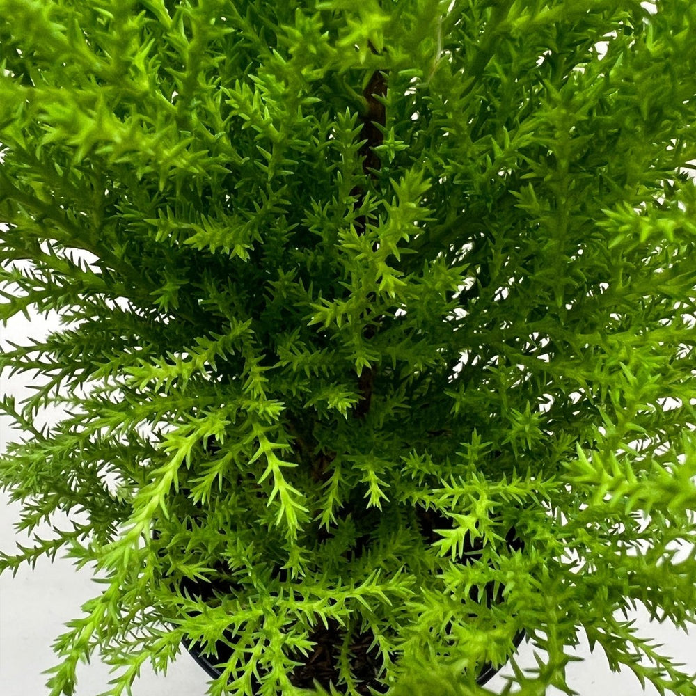 
                      
                        lily & onyx Cypress Lemon Houseplant - lily & onyx
                      
                    