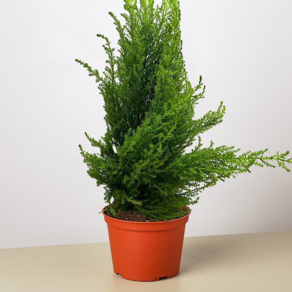 
                      
                        lily & onyx Cypress Lemon Houseplant - lily & onyx
                      
                    