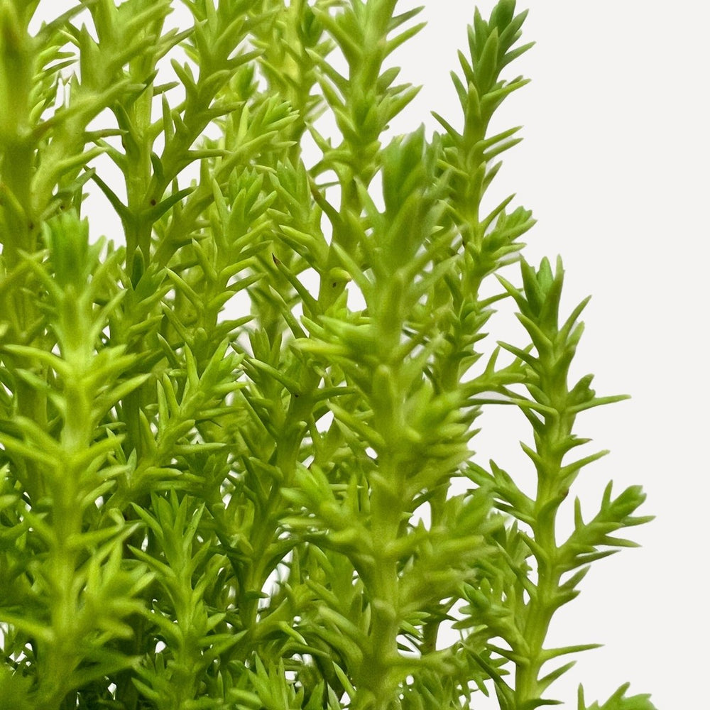 lily & onyx Cypress Lemon Houseplant - lily & onyx