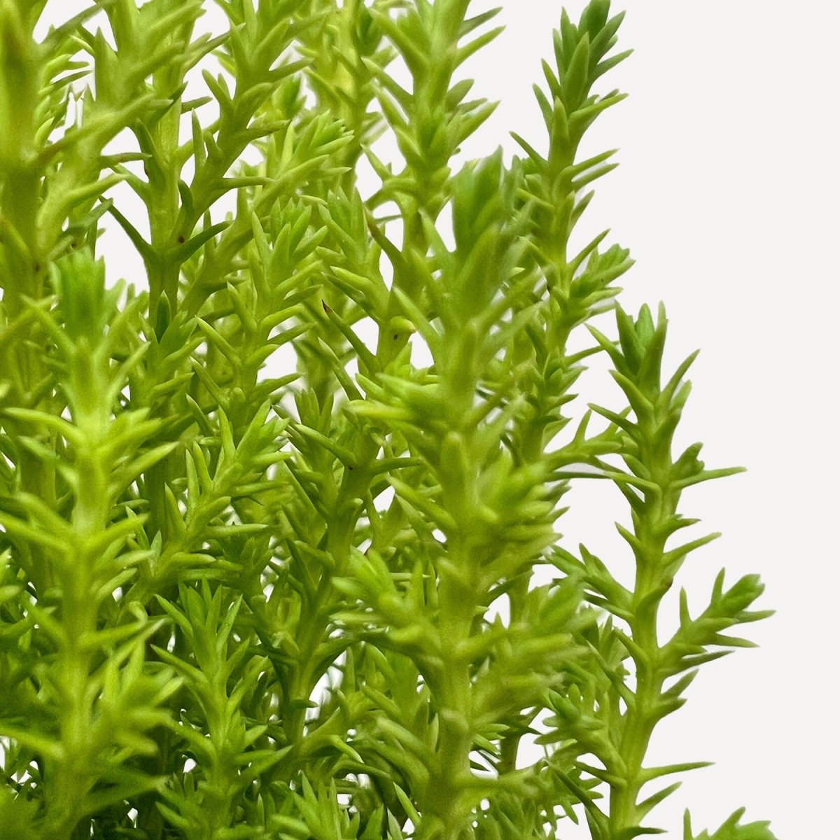 lily & onyx Cypress Lemon Houseplant - lily & onyx