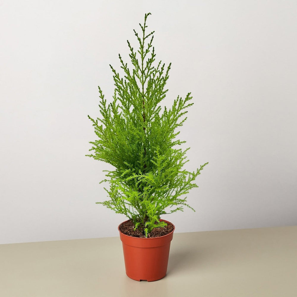 
                      
                        lily & onyx Cypress Lemon Houseplant - lily & onyx
                      
                    