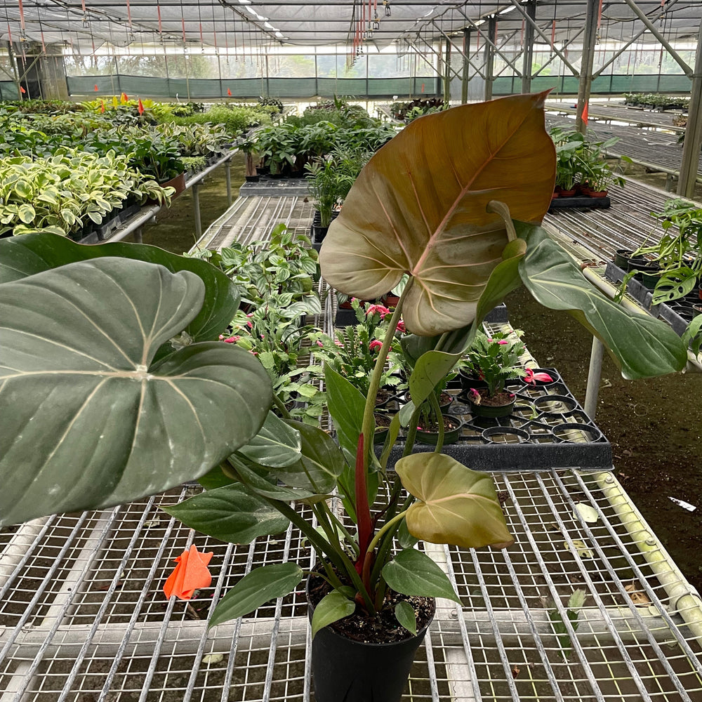 
                      
                        Philodendron 'Summer Glory'
                      
                    