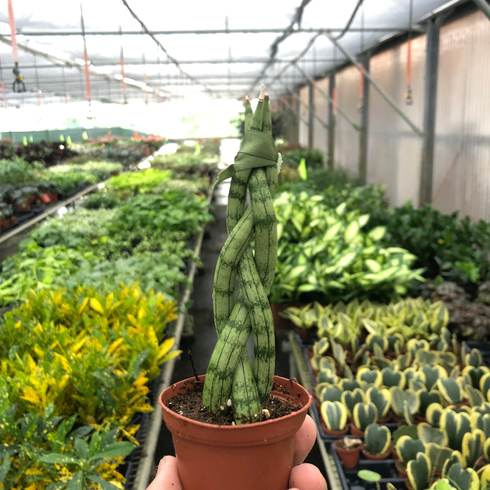 
                      
                        Snake Plant 'Braided'
                      
                    