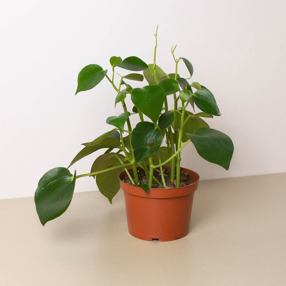 
                      
                        Peperomia 'Raindrop'
                      
                    