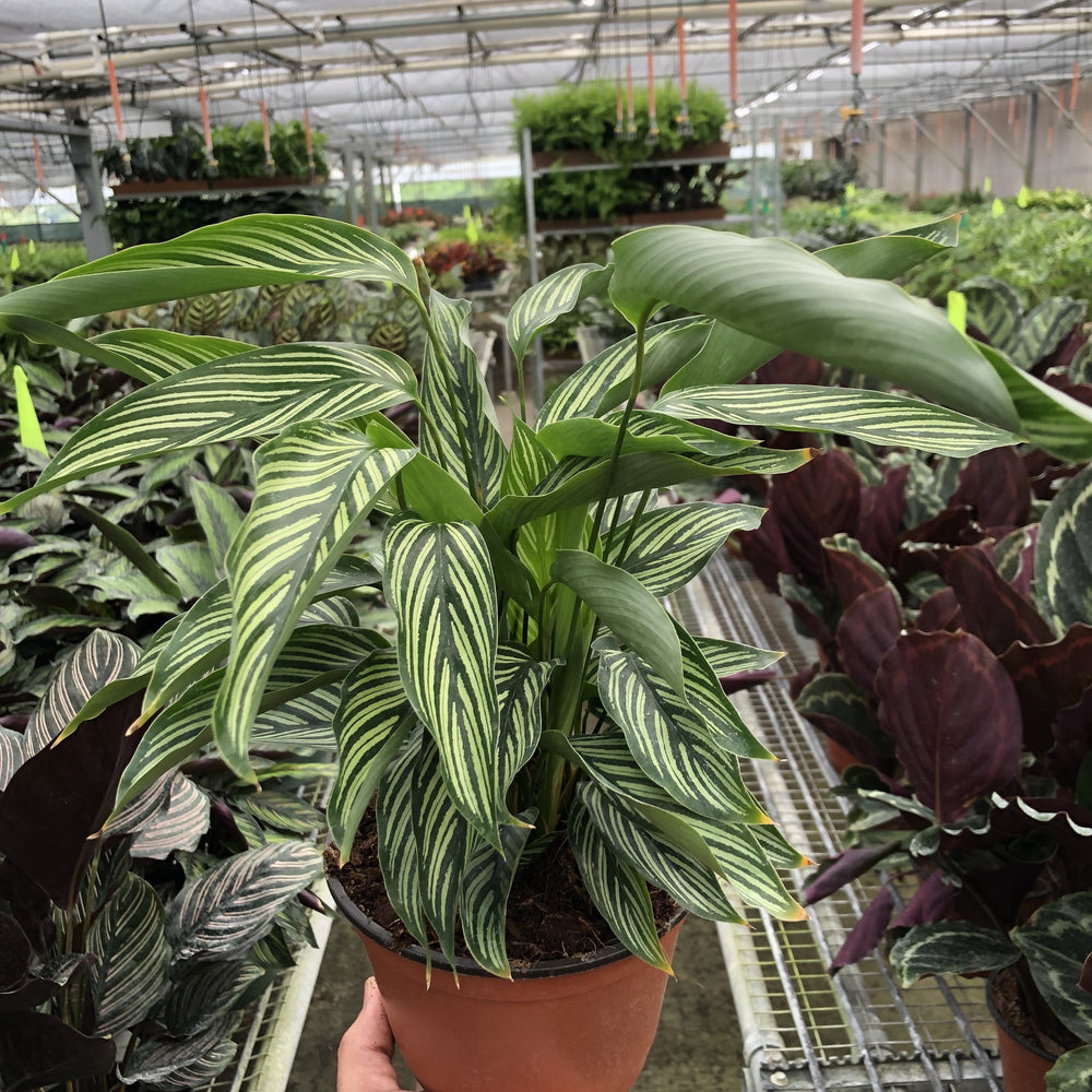 
                      
                        Calathea 'Vittata'
                      
                    