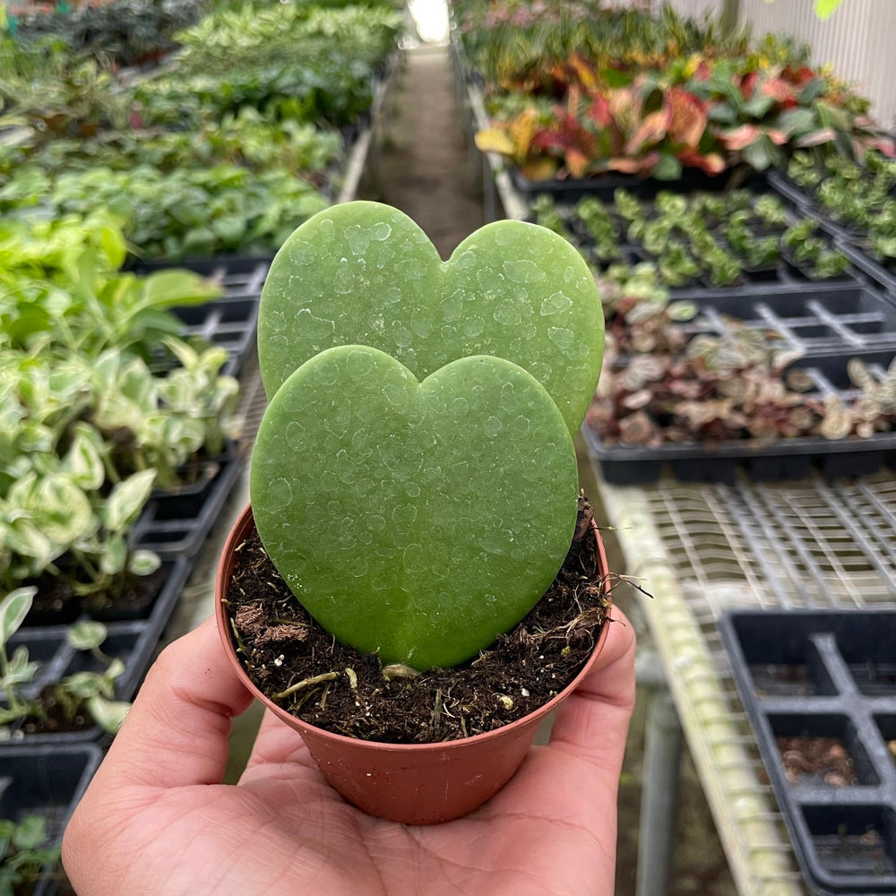 
                      
                        Hoya 'Sweetheart'
                      
                    