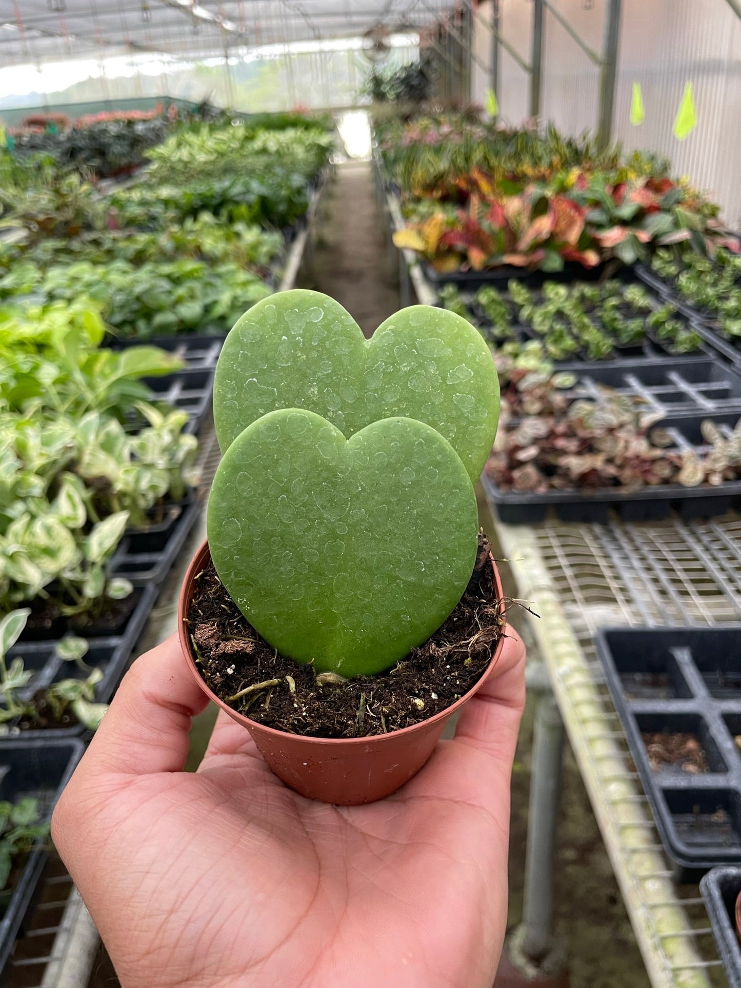 succulent plant heart shaped The Snobby Leaf | Hoya Sweetheart - 6 inch Pot