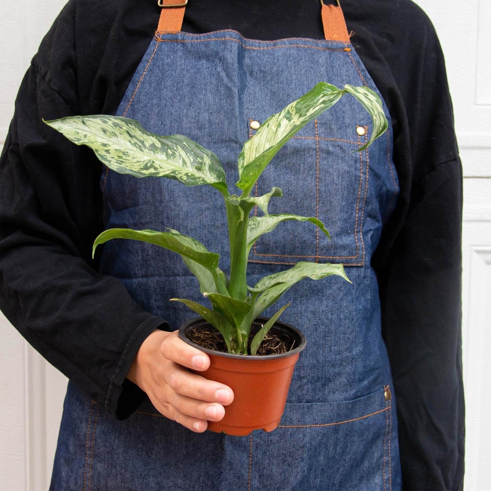 
                      
                        lily & onyx Dieffenbachia 'Memoria Corsii' - lily & onyx
                      
                    