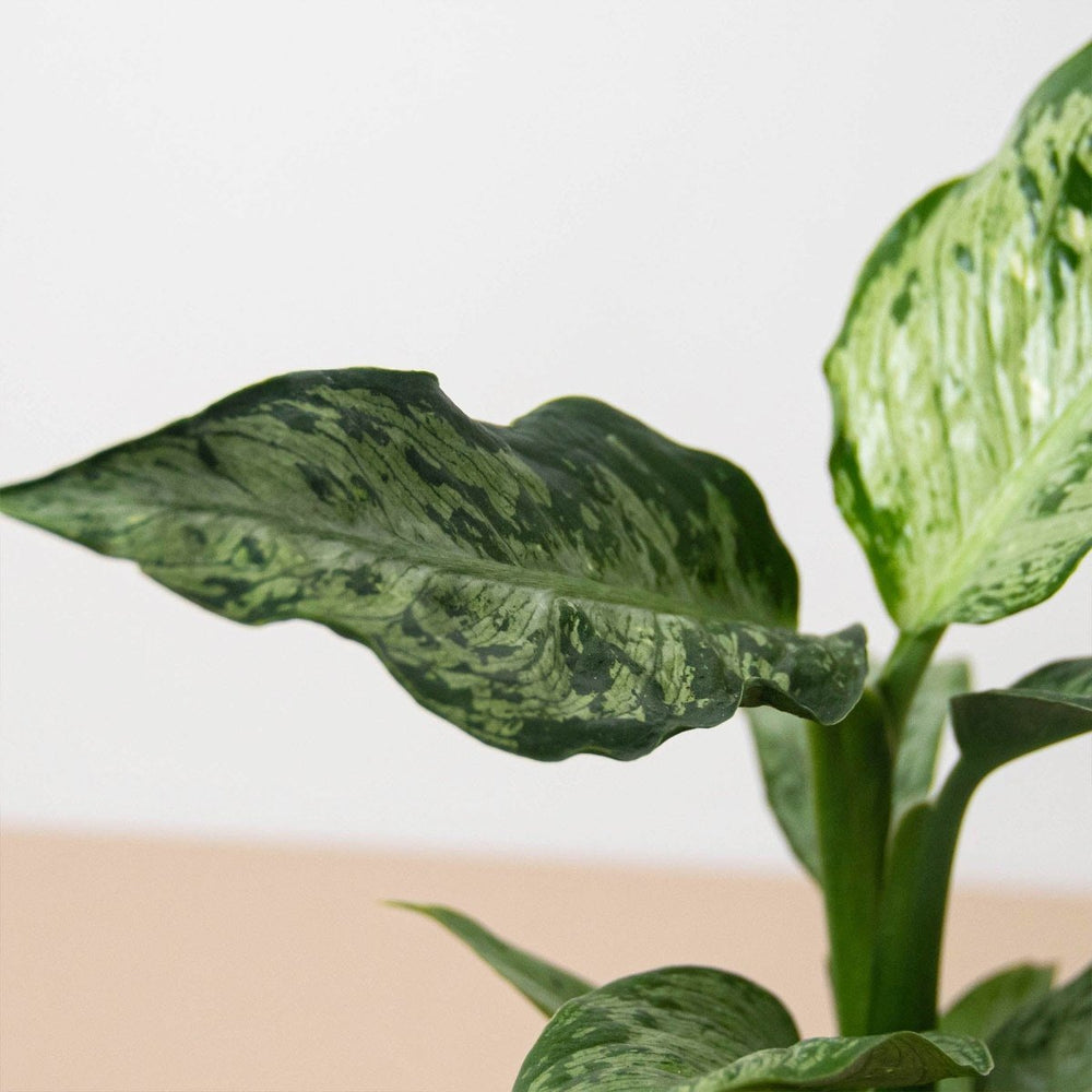 
                      
                        lily & onyx Dieffenbachia 'Memoria Corsii' - lily & onyx
                      
                    