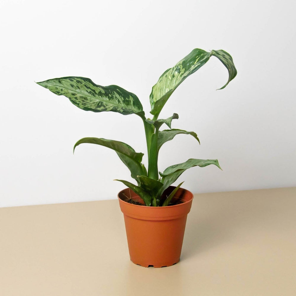 lily & onyx Dieffenbachia 'Memoria Corsii' - lily & onyx