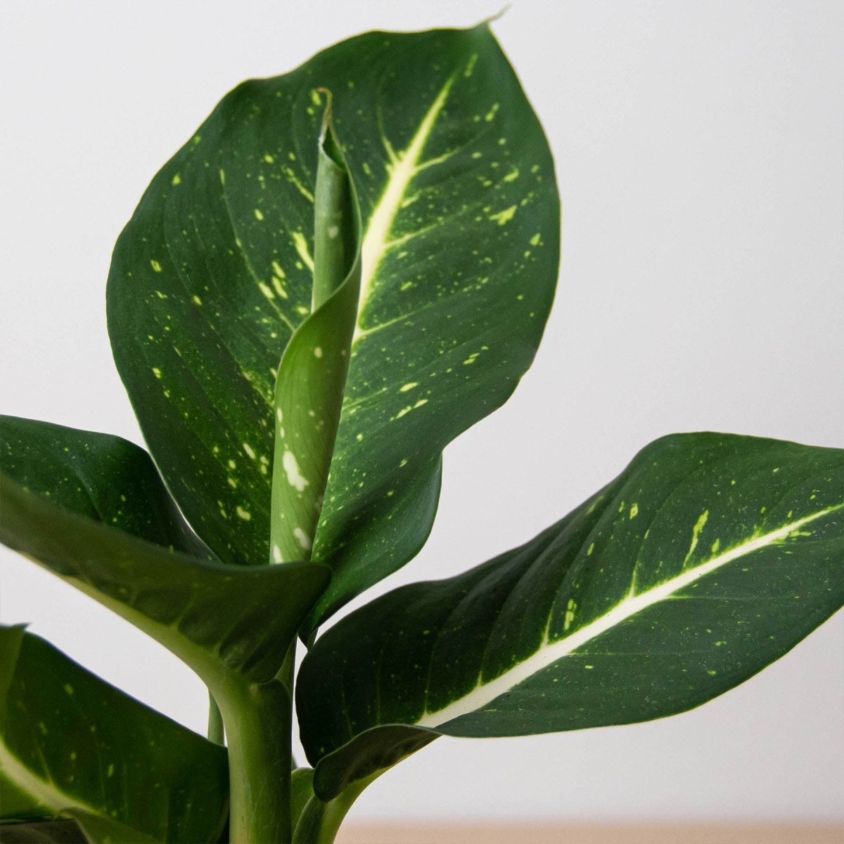 lily & onyx Dieffenbachia 'Oerstedii' Houseplant