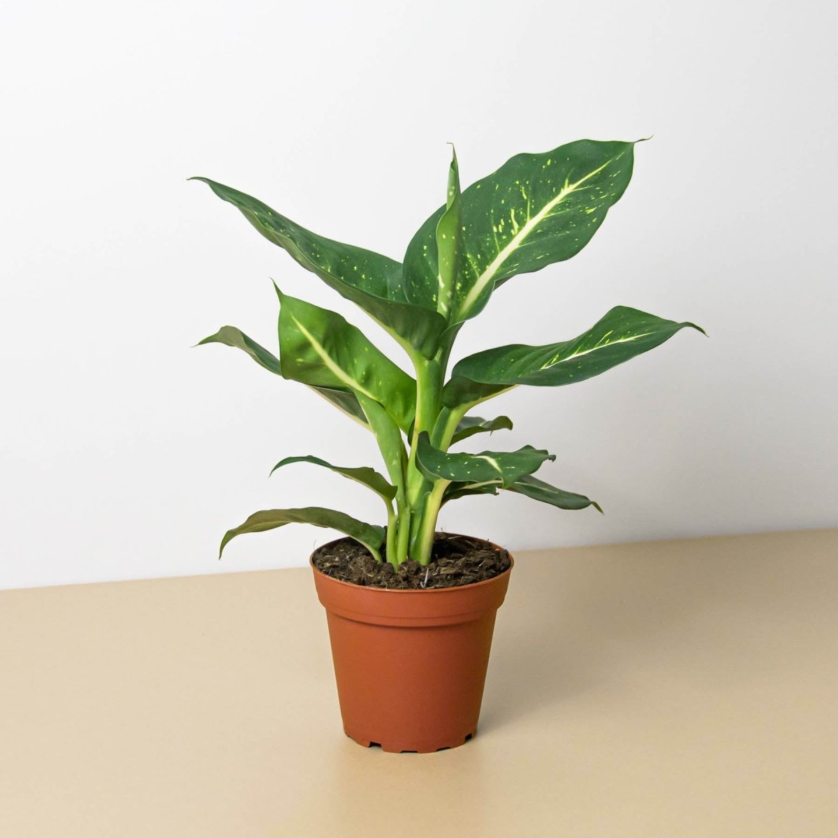 lily & onyx Dieffenbachia 'Oerstedii' Houseplant