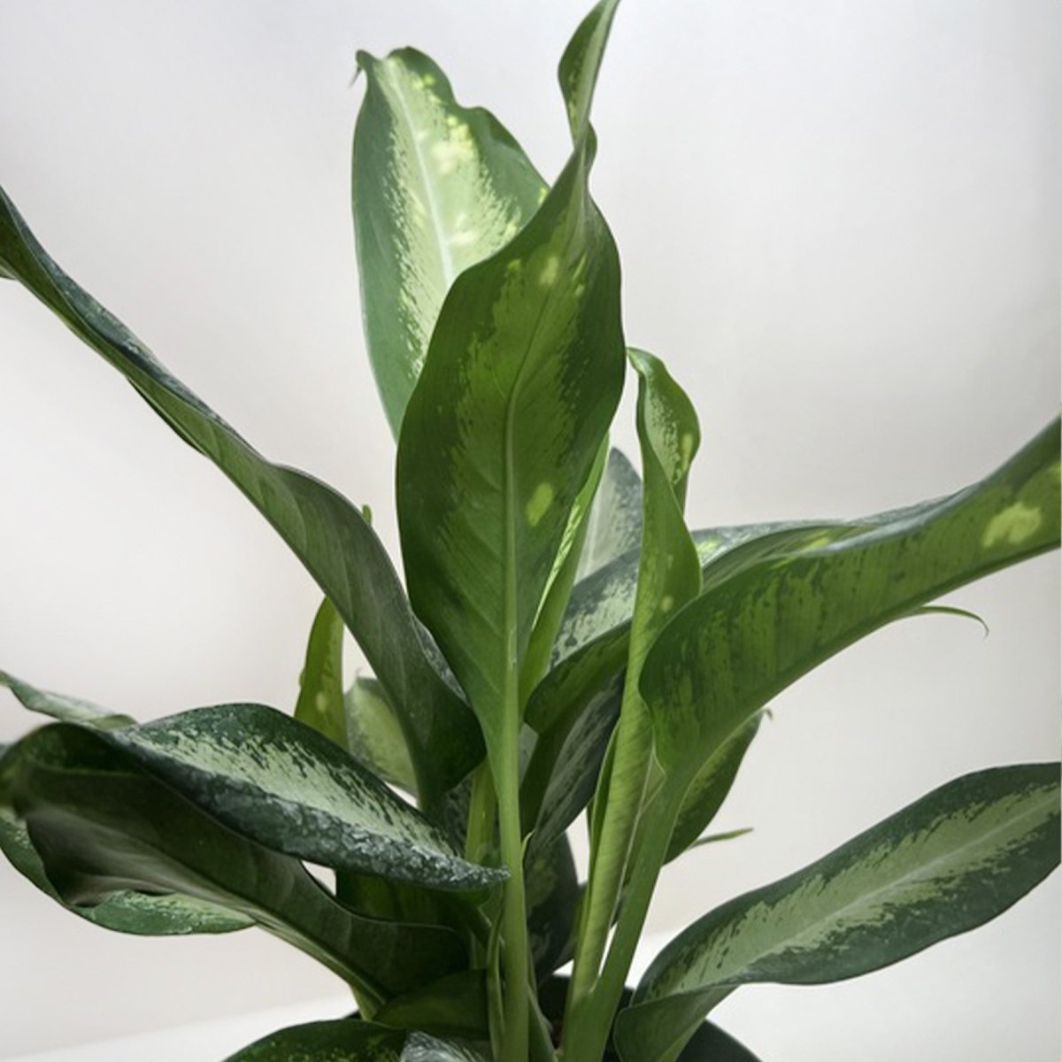 lily & onyx Dieffenbachia Panther Houseplant - lily & onyx