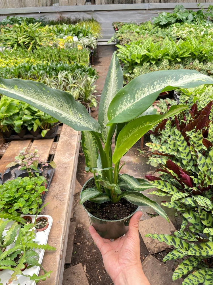 
                      
                        lily & onyx Dieffenbachia Panther Houseplant - lily & onyx
                      
                    