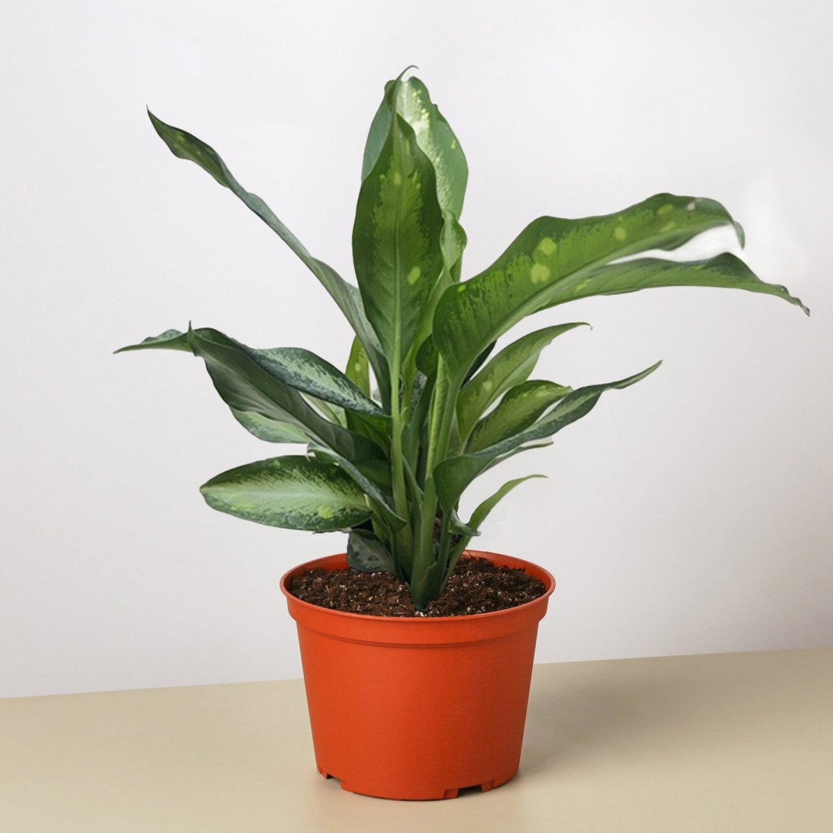 lily & onyx Dieffenbachia Panther Houseplant - lily & onyx