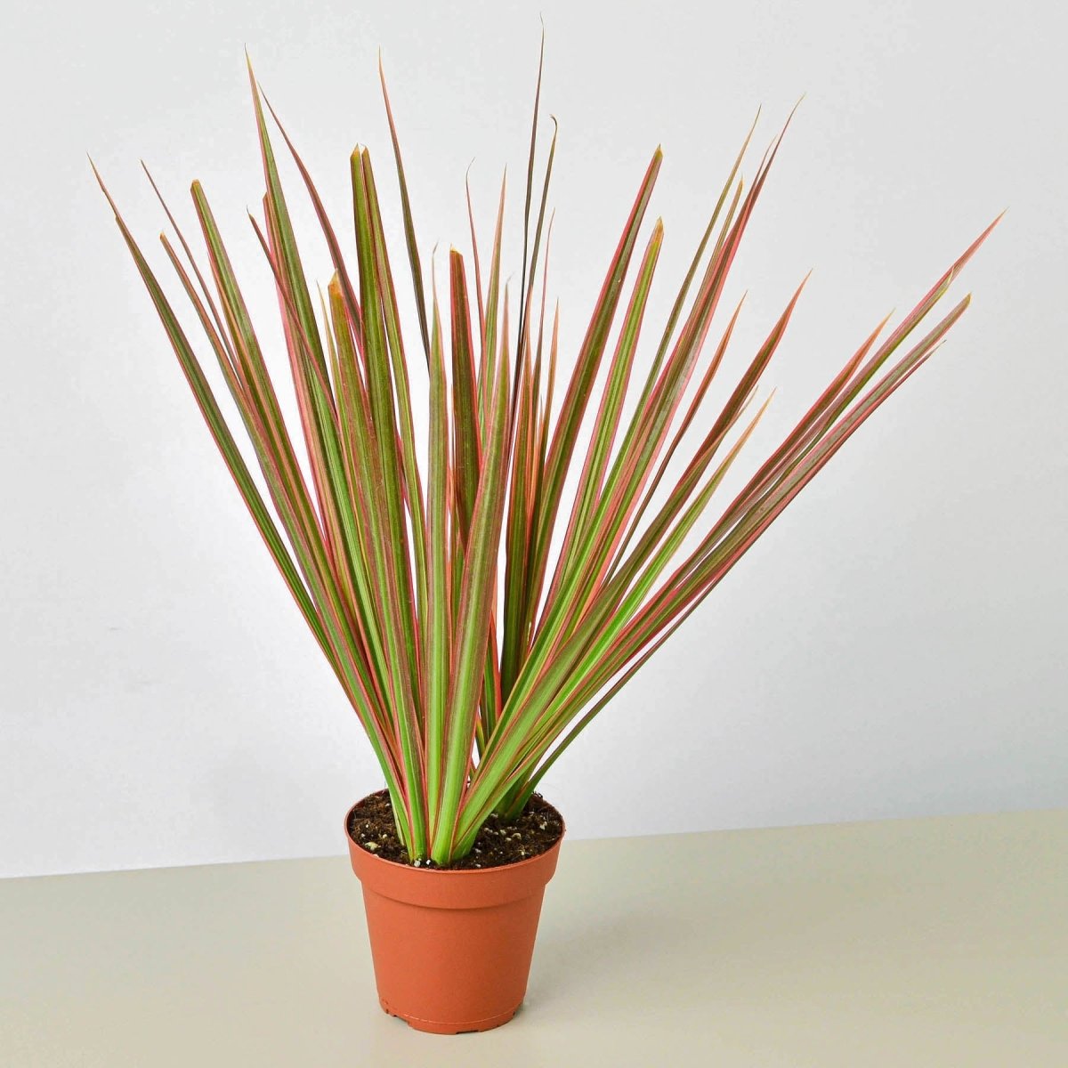 lily & onyx Dracaena 'Colorama' Houseplant