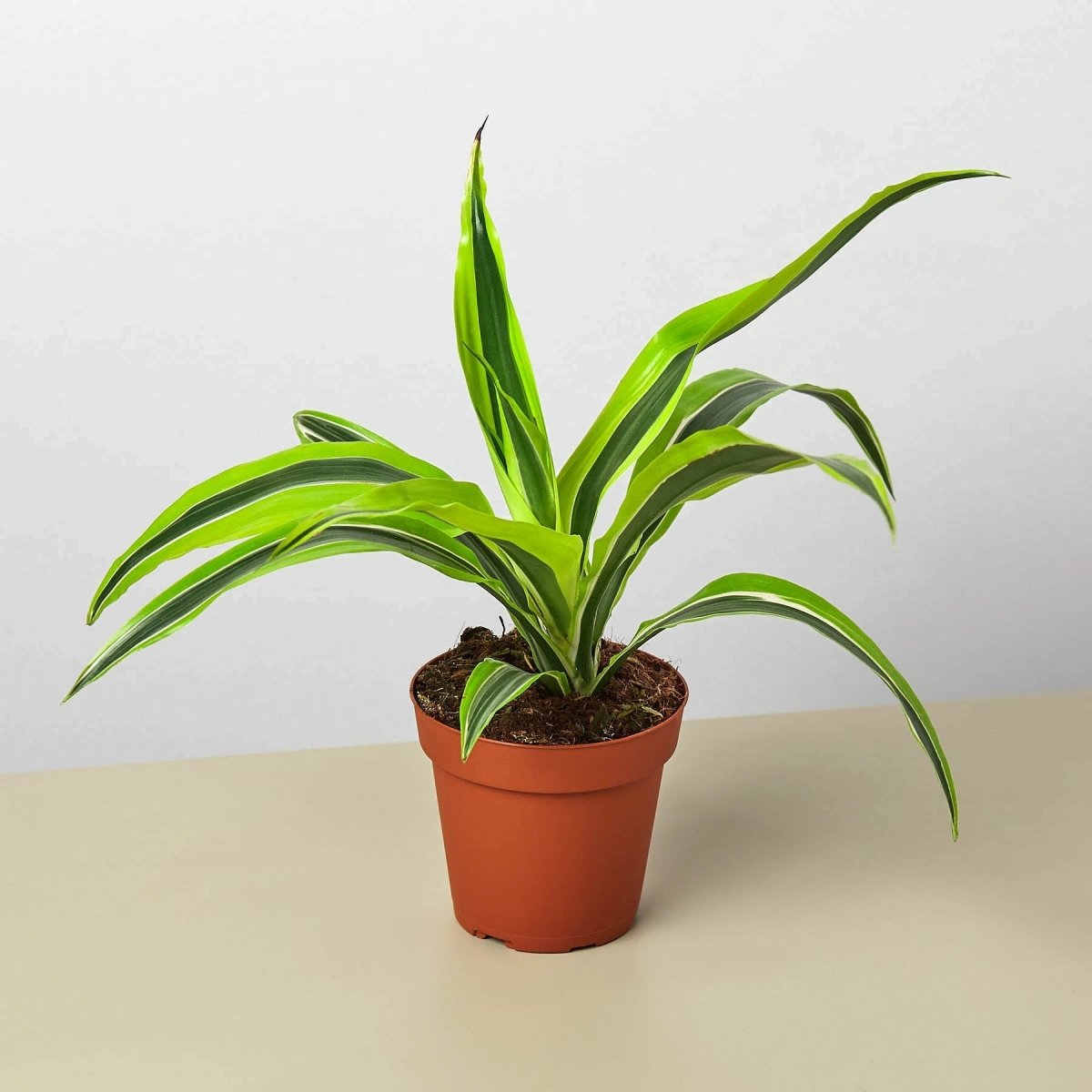 lily & onyx Dracaena Deremensis 'Lemon Lime' Houseplant