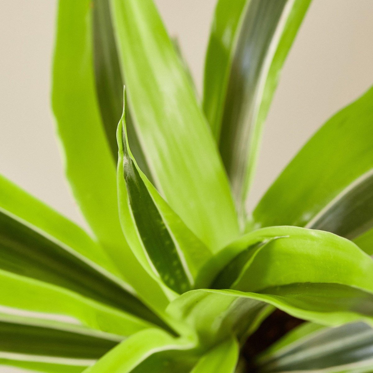 lily & onyx Dracaena Deremensis 'Lemon Lime' Houseplant