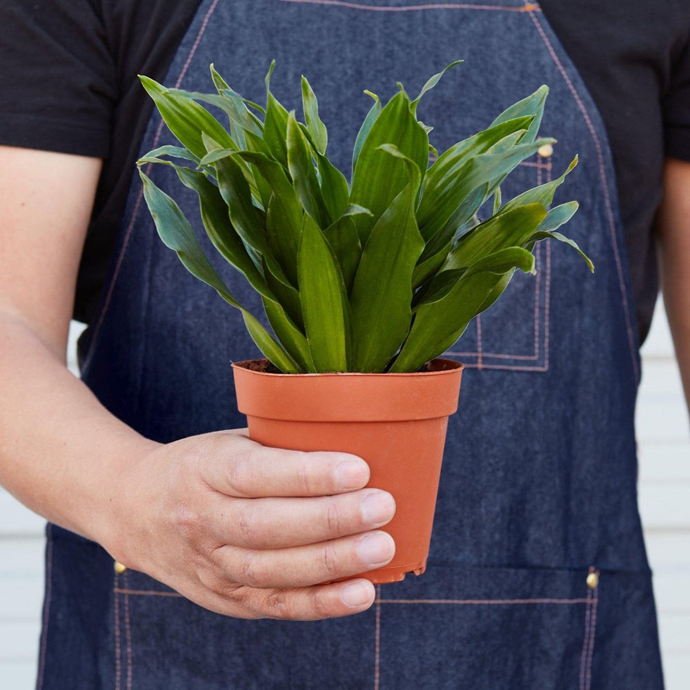 
                      
                        lily & onyx Dracaena 'Janet Craig' Houseplant
                      
                    
