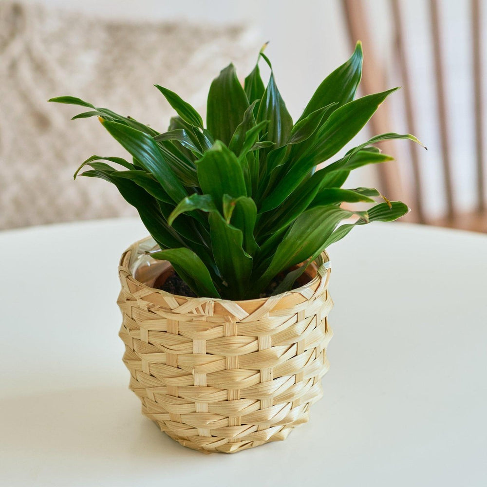 
                      
                        lily & onyx Dracaena 'Janet Craig' Houseplant
                      
                    