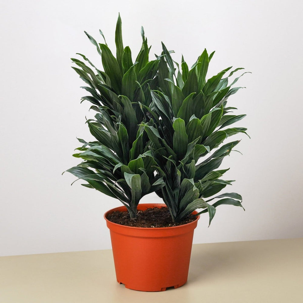 
                      
                        lily & onyx Dracaena 'Janet Craig' Houseplant
                      
                    