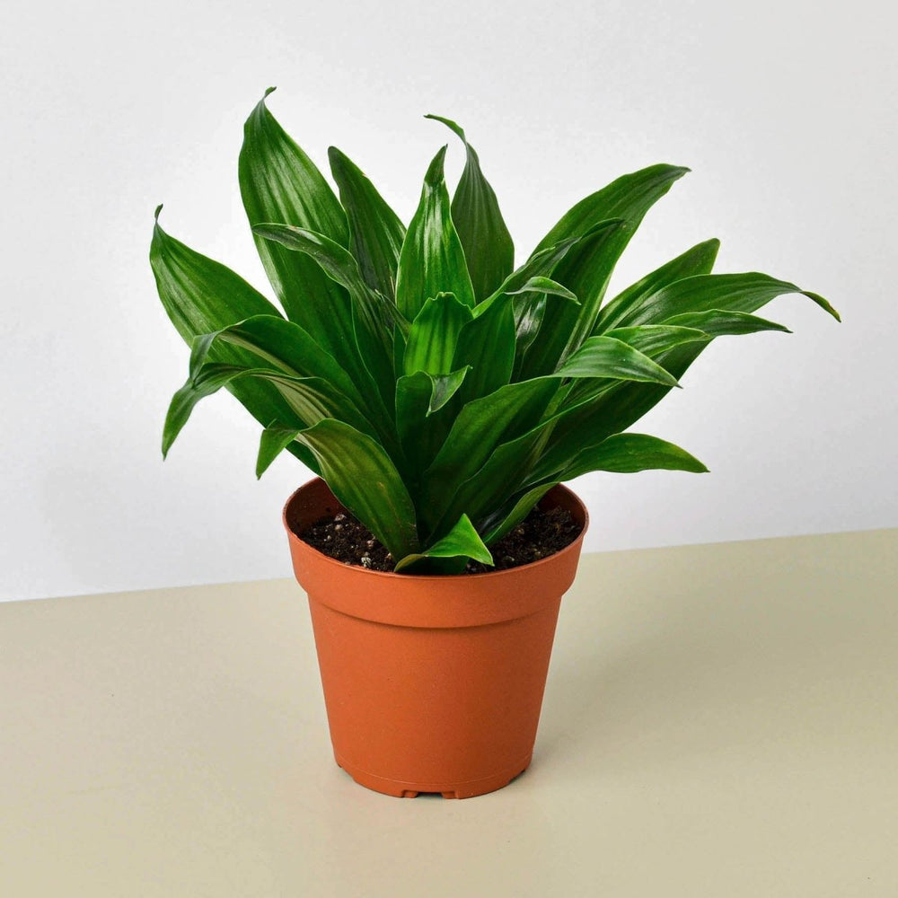 lily & onyx Dracaena 'Janet Craig' Houseplant